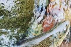 e9126388-5fce-49ed-9b77-361f00c8e357