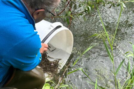 Ripopolamento di marmorate nella fossa Giessen, tratto 53, nel bacino dell’Adige tra Merano e Bolzano