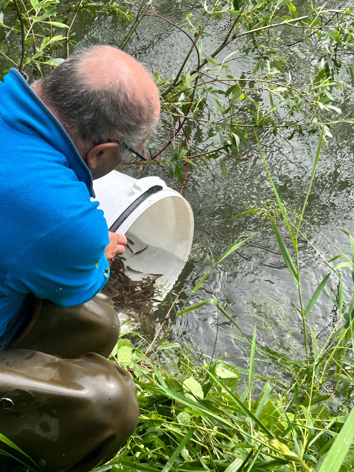 Ripopolamento di marmorate nella fossa Giessen, tratto 53, nel bacino dell’Adige tra Merano e Bolzano
